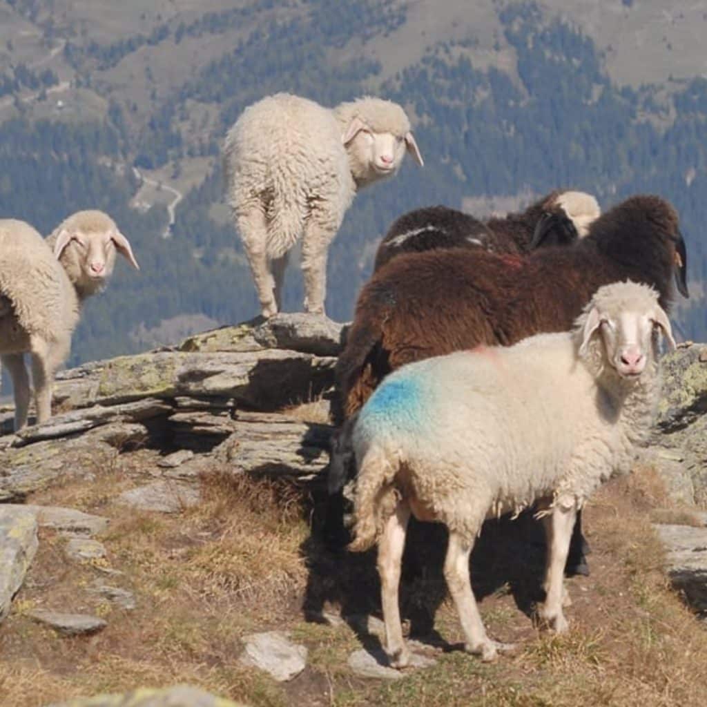 moutons du tyrol italien